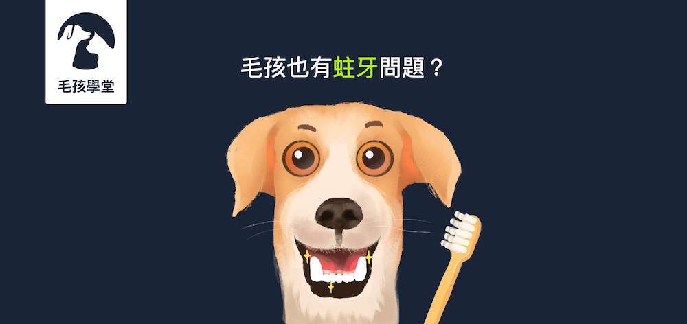 毛孩也有口腔問題嗎？飼主如何居家幫毛孩做口腔檢查，口腔清潔三要點！