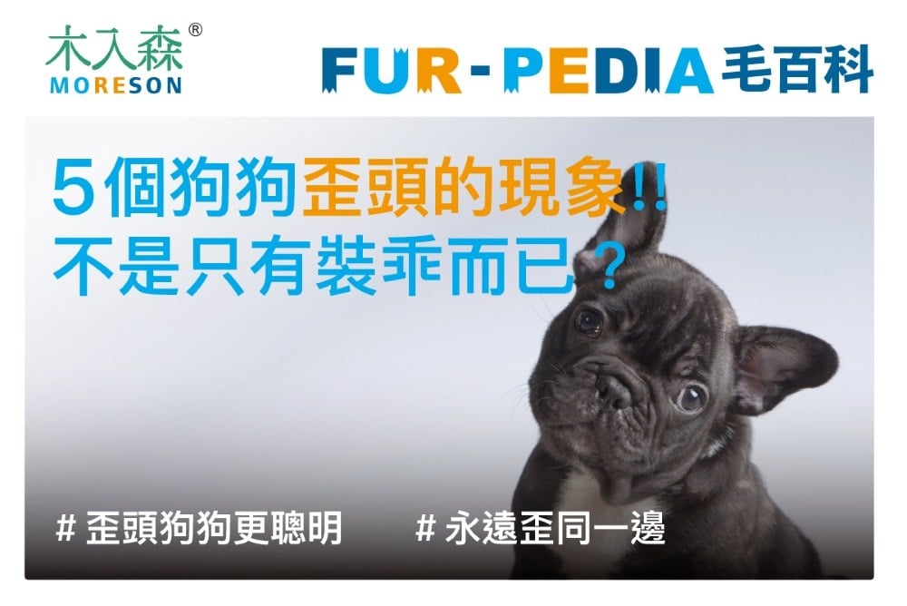 5個狗狗歪頭的真相!!不是只有裝乖而已?
