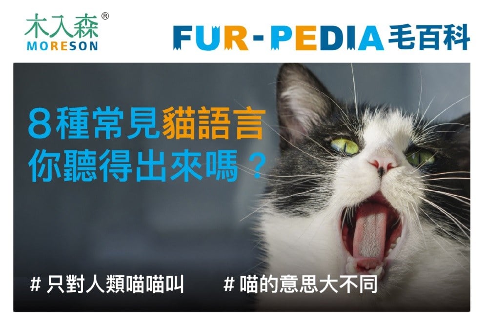 8種常見貓語言你聽得出來嗎?