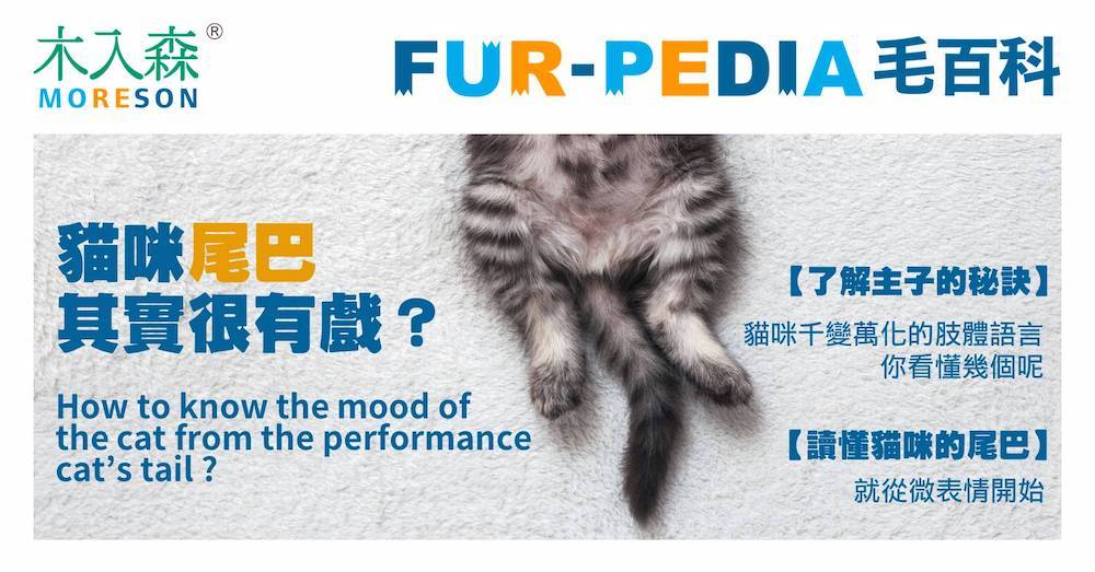 貓咪尾巴其實很有戲?