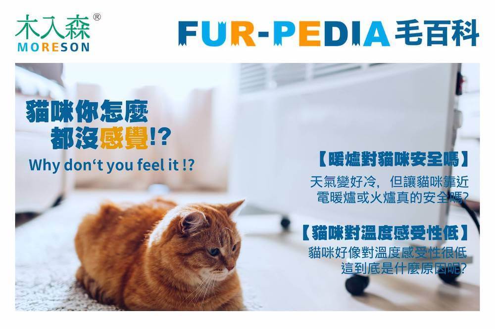 貓咪你怎麼都沒感覺!?