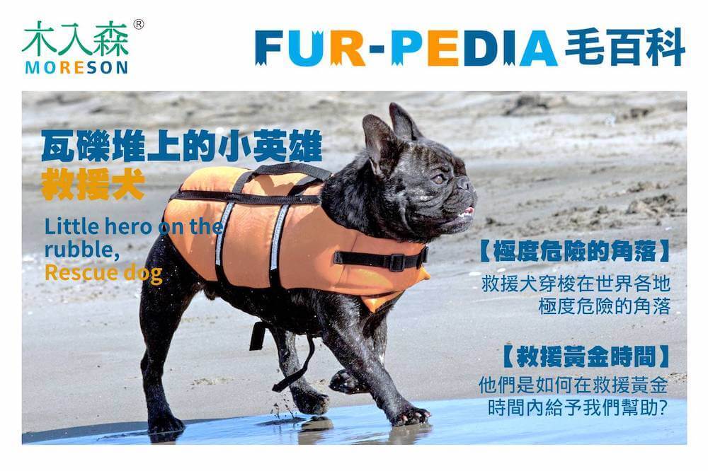 瓦礫堆上的小英雄，救援犬