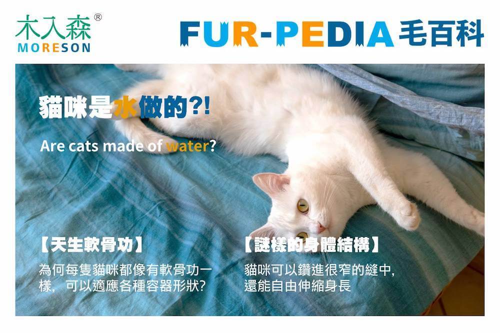 為何貓咪總能自由伸縮身長？難道貓咪是水做的？！