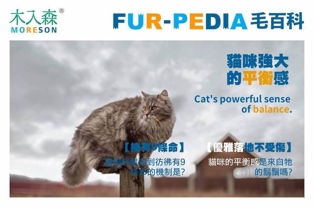 優雅落地不受傷－貓咪強大的平衡感