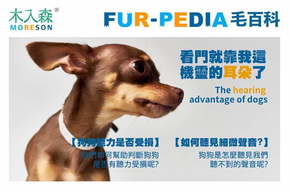 看門就看我這機靈的耳朵了