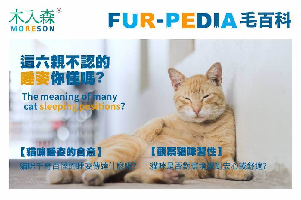 貓睡到翻肚是什麼意思？ 5 種貓睡姿大解析，了解喵星人在想什麼！