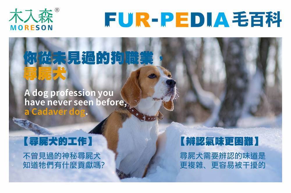 你從未見過的狗職業尋屍犬