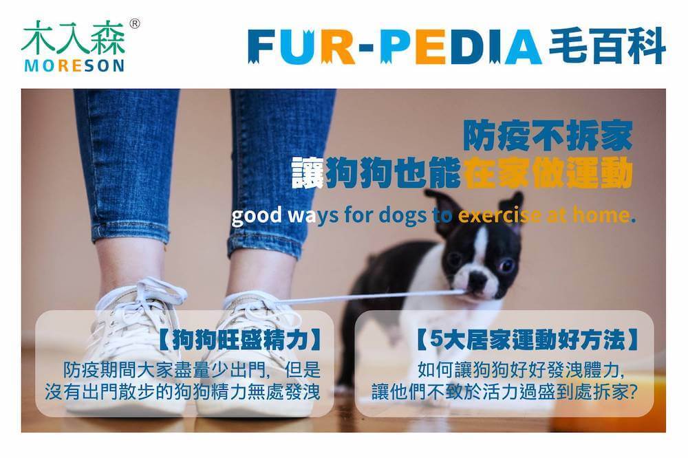 防疫不拆家讓狗狗也能在家做運動
