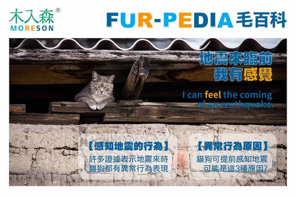 貓狗真的能夠感知地震？可能是這3種原因