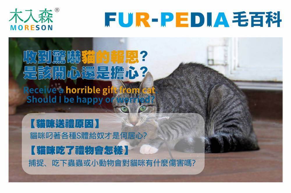 貓咪帶著死掉的動物回家－收到驚嚇貓的報恩，是該開心還是擔心