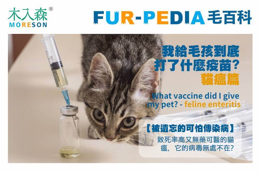 我給毛孩到底打了什麼疫苗?-貓瘟篇