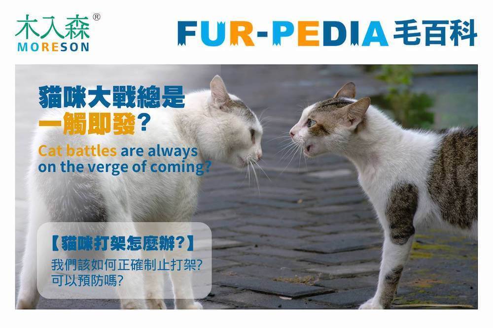 貓咪大戰總是一觸即發？如何制止貓咪打架的行為