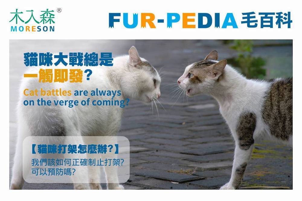 貓咪大戰總是一觸即發?