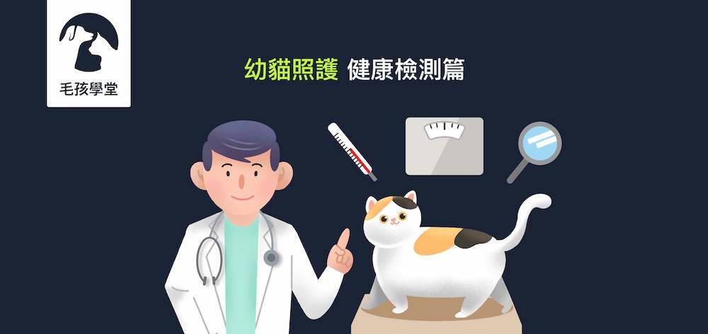 《幼貓照顧-教戰守則.2》健康篇：從體溫、體重、外觀判斷小貓是否健康