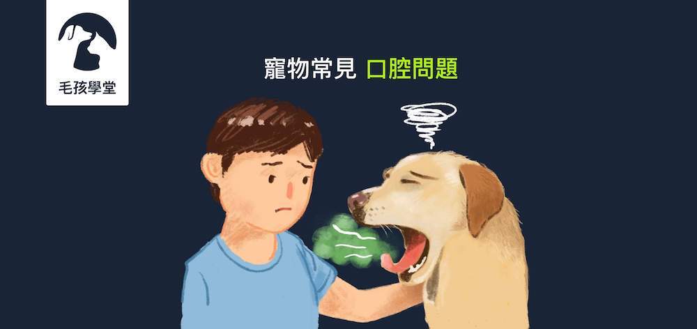 寵物常見的口腔問題，身為飼主必須知道的幾件事！