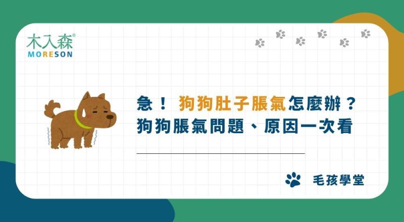急！ 狗狗肚子脹氣怎麼辦？ 狗狗脹氣問題、原因一次看