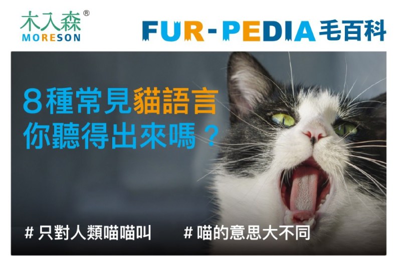 8種常見貓語言你聽得出來嗎?