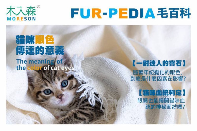 貓咪眼色傳達的意義