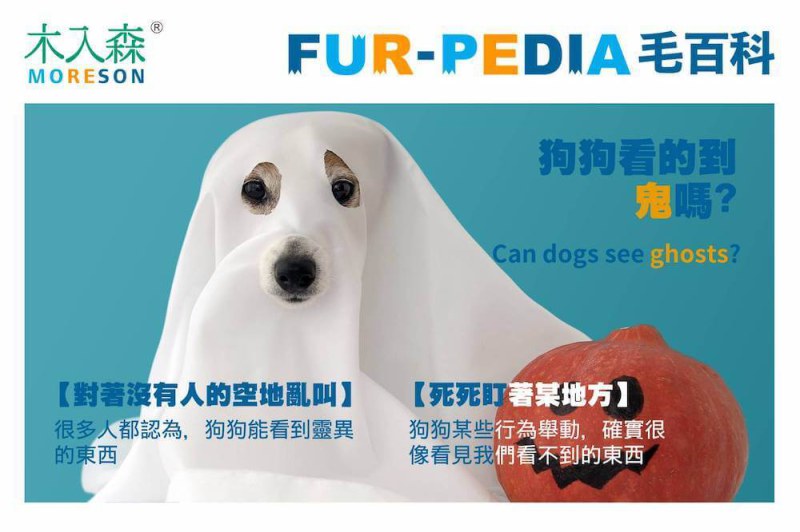 狗狗看的到鬼嗎?
