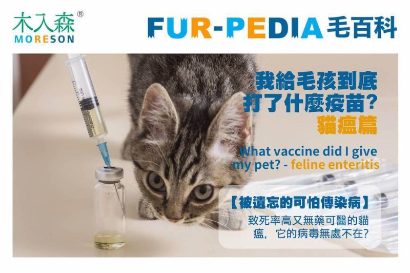 我給毛孩到底打了什麼疫苗?-貓瘟篇