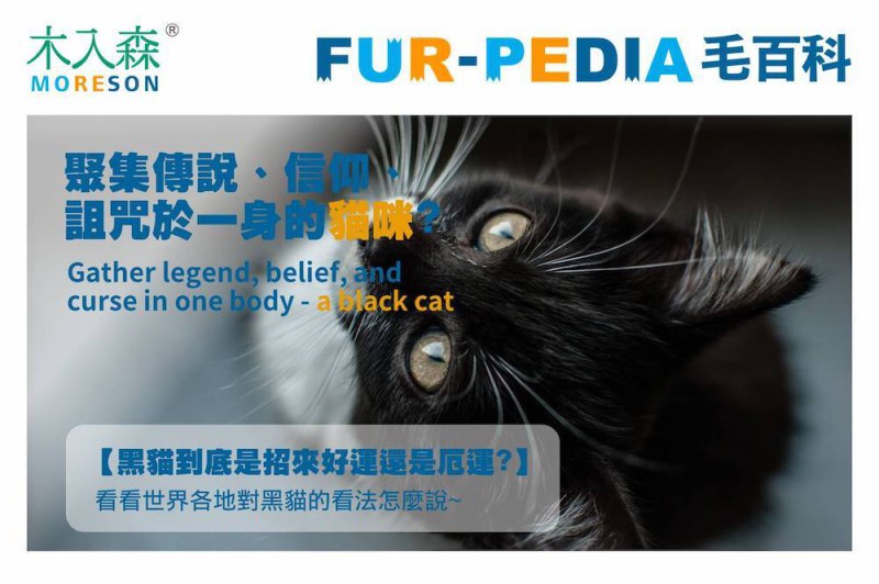 聚集傳說、信仰、詛咒於一身的貓咪?