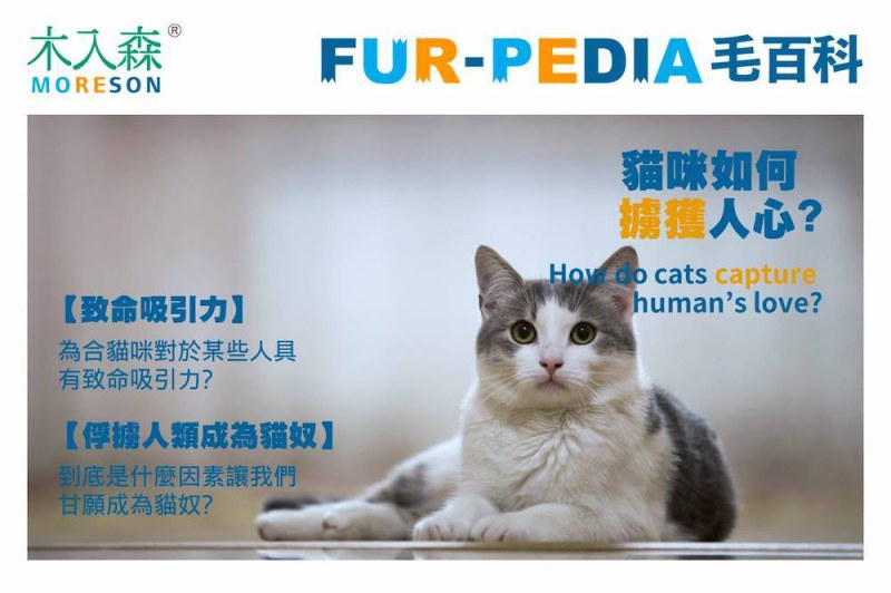 貓咪如何擄獲人心