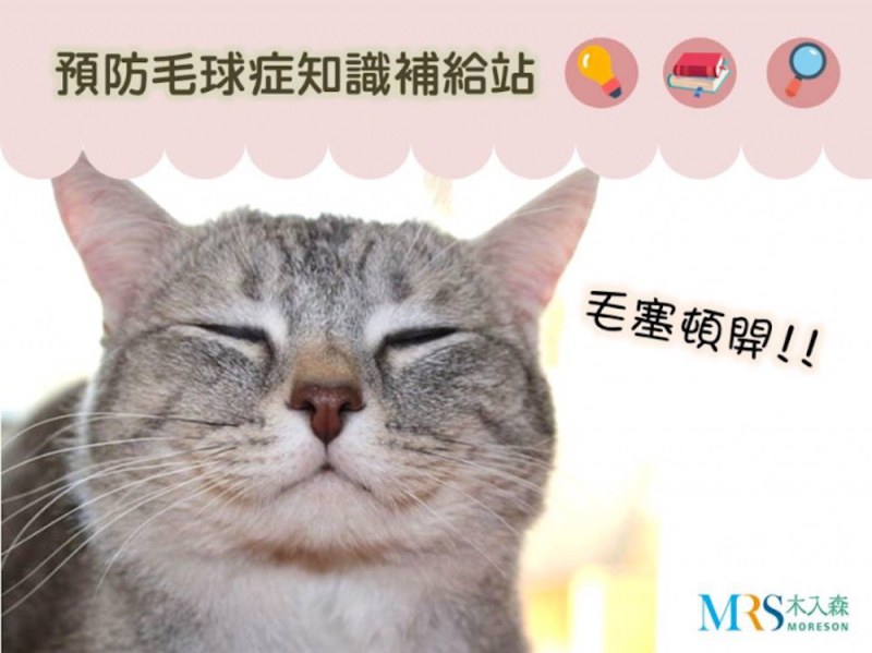 貓咪日常照顧與毛球症預防-如何選擇排毛粉？