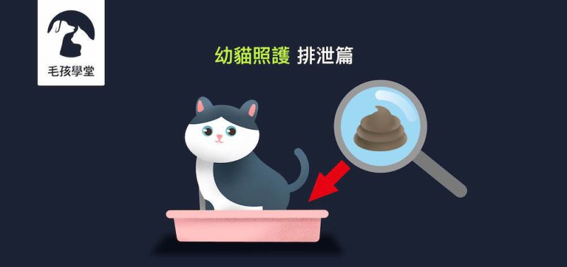 《幼貓照顧-教戰守則.4》排泄篇：小貓拉肚子？軟便？飲食該如何調整