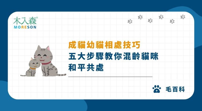 成貓幼貓相處技巧｜五大步驟教你混齡貓咪和平共處