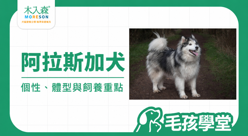 阿拉斯加犬好養嗎？個性、體型、缺點與飼養重點一次看