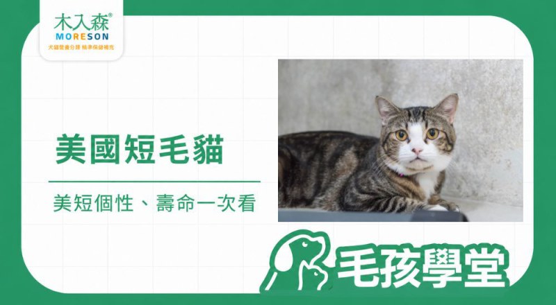 美短好養嗎？美國短毛貓個性、壽命、缺點與飼養重點一次看
