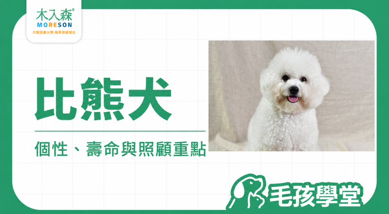 比熊犬是什麼？個性與棉花糖照顧重點