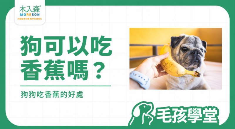 狗可以吃香蕉嗎？狗狗吃香蕉的好處、份量與注意事項