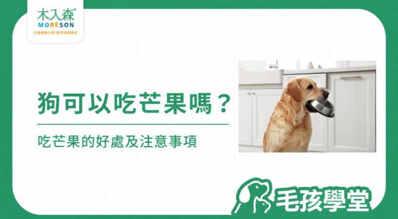 狗可以吃芒果嗎？狗狗吃芒果、芒果乾的好處與注意事項