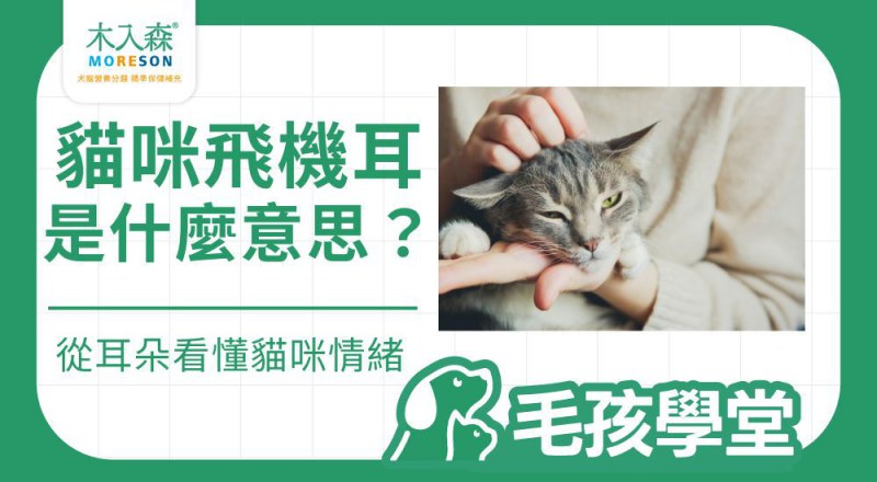 貓飛機耳是什麼意思？從耳朵姿勢看懂貓咪情緒與警訊