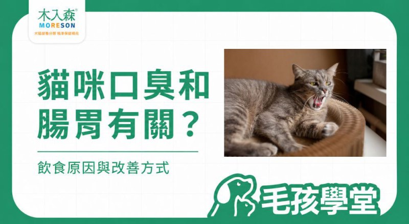 貓咪口臭和腸胃有關嗎？排除口腔後的飲食觀察與改善方式