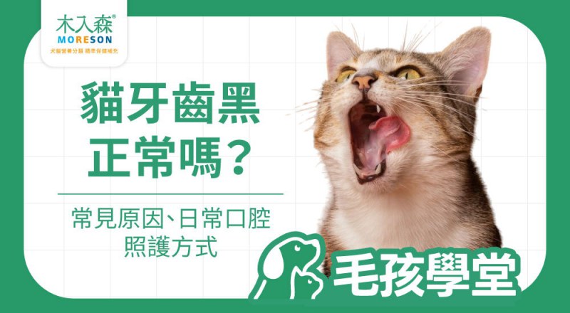 貓牙齒黑正常嗎？常見原因、警訊與日常口腔照護重點