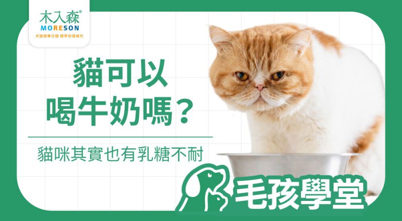 貓可以喝牛奶嗎？貓也有乳糖不耐，日常營養補充要注意