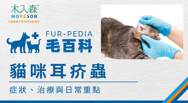 貓咪一直抓耳朵、耳朵黑黑的？小心可能是耳疥蟲