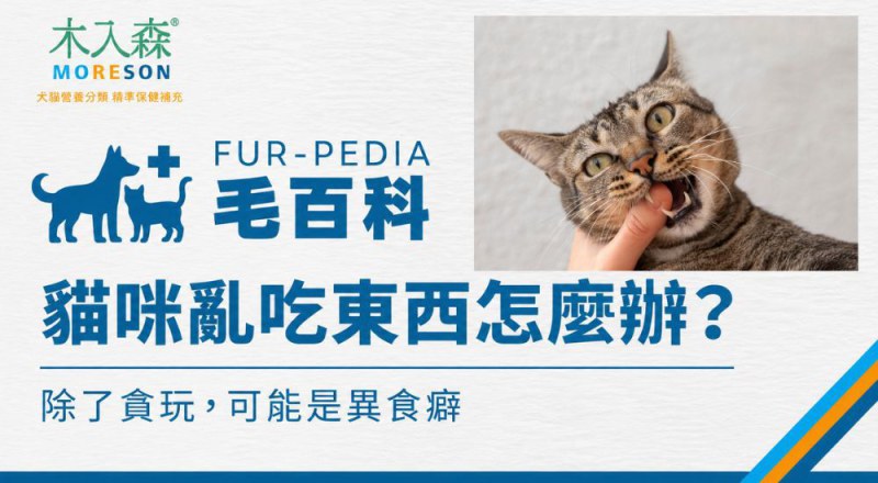 貓咪一直亂吃東西怎麼辦？除了貪玩，可能是異食癖