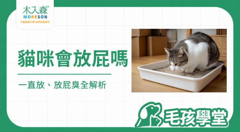 貓咪放屁正常嗎？貓咪一直放屁、放屁很臭原因與改善方式