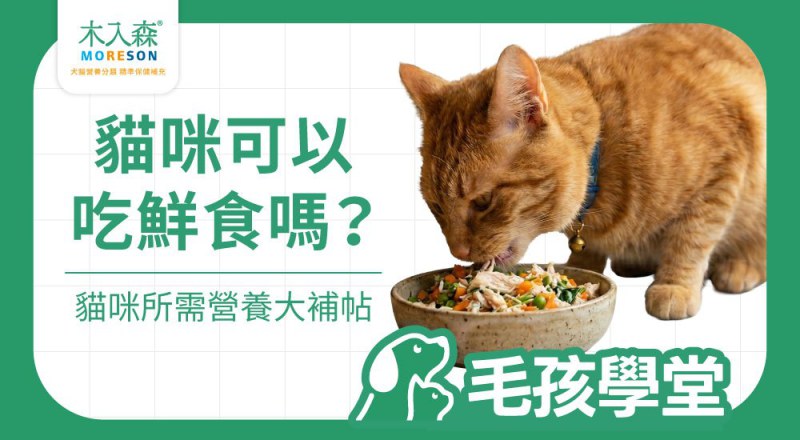 貓咪可以吃鮮食嗎？優缺點與正確餵食方式