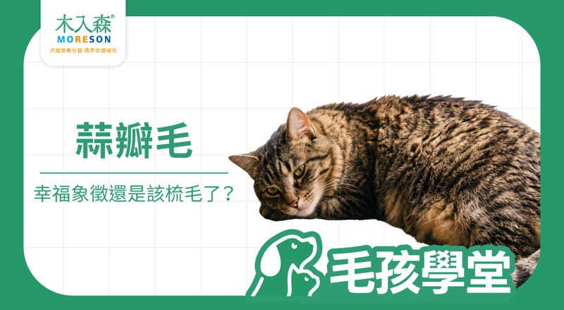 貓咪蒜瓣毛是什麼？成因、真偽分辨、梳毛與毛髮照護重點
