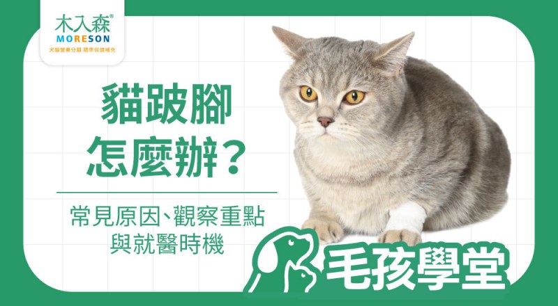 貓跛腳怎麼辦？帶你看常見原因、觀察重點與就醫時機
