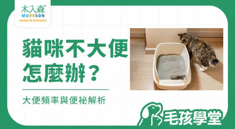 貓咪沒大便怎麼辦？一天、兩天、三天沒大便的觀察重點