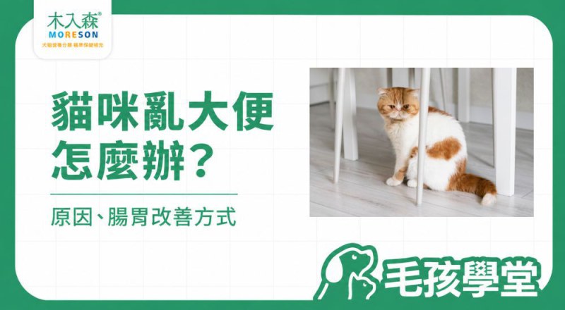 貓咪亂大便怎麼辦？突然亂大便原因、腸胃問題與改善方式