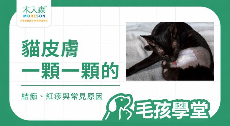 貓咪皮膚有一顆一顆的東西？先看位置、外觀與常見原因