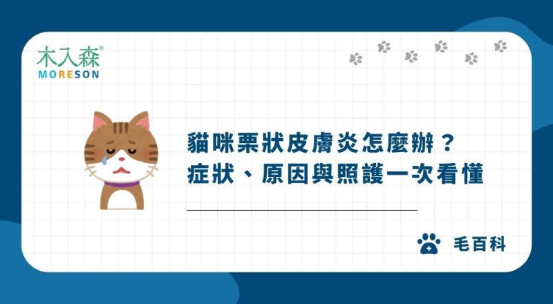 貓咪栗狀皮膚炎怎麼辦？症狀、原因與照護一次看懂