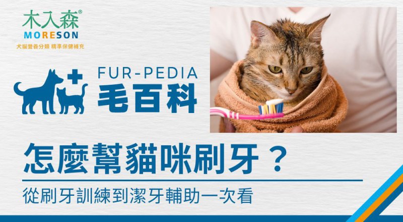 怎麼幫貓咪刷牙？從刷牙訓練到潔牙輔助一次看