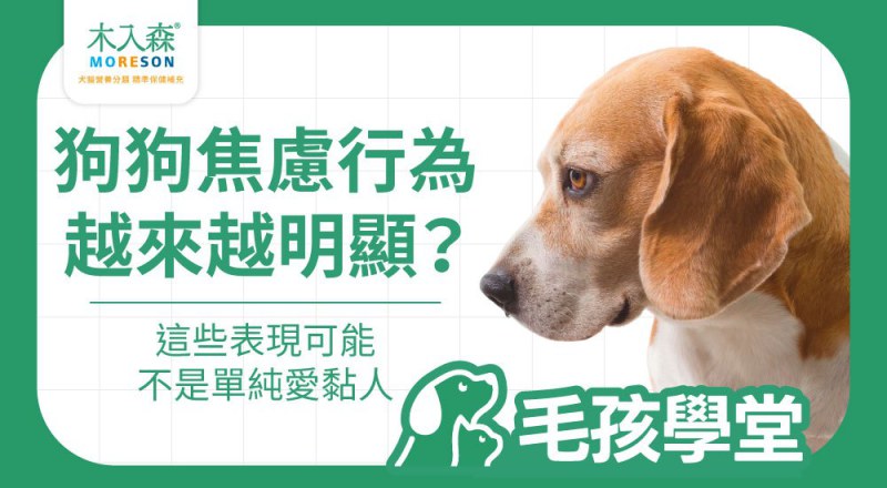 狗狗一直叫怎麼辦？從吠叫看懂狗狗焦慮行為